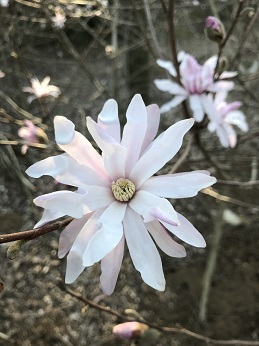 シデコブシ　ピンク花